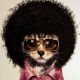 Groovy Kat's Avatar